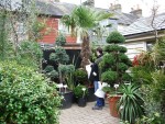 Rudie potential (Anne's Mike) in Rowy and Lynda's garden